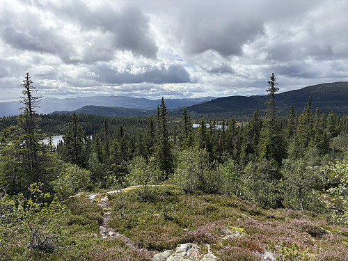 Fin sti å følge på vei opp fra det lille hyttefeltet