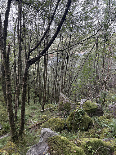 Bratt og litt ulendt, men turen opp og ned gikk overraskende bra