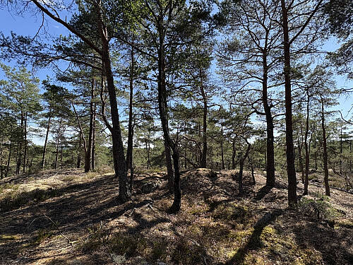 Det høyeste punktet ligger omtrent 200 meter SØ for tårnet