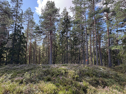 Barkenesåsen i Lillestrøm