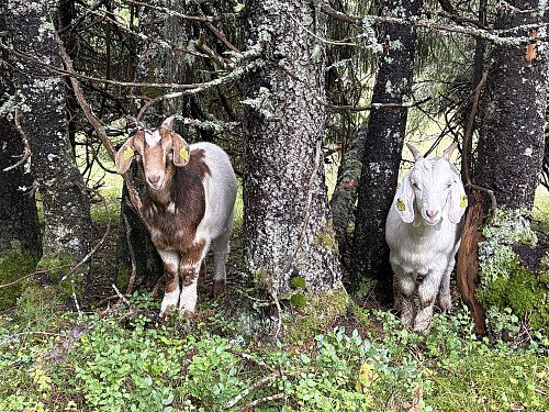 Utrolig nydelige geiter :)