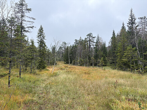 Svakt tråkk et stykke oppover mot toppen. Dette forsvant fort...