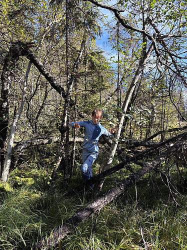 Vi måtte gjennom en del buskas og kratt for å komme tørrskodd over myra...