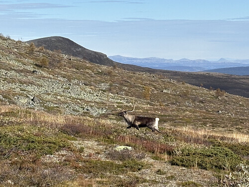 Hyggelig bekjentskap underveis