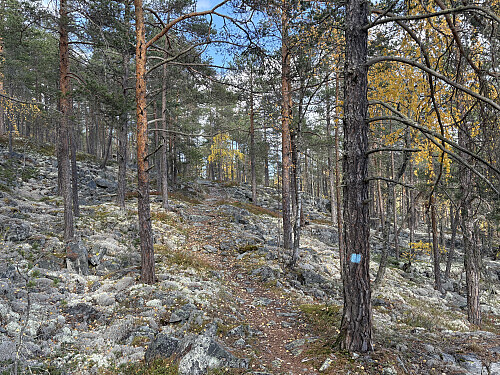 Flott furuskog på vei oppover mot Teigsetra