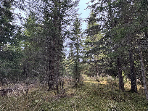 Toppunktet er inne i tettskogen her et sted..