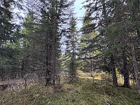 ØyvindBergkvam_20260106_695d22e61c241.jpg