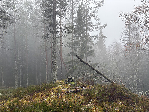 Trigpunktet NØ for Igletjernshøgda