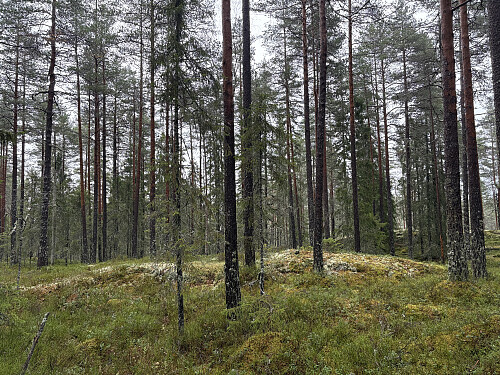 Rekselåsen 244 moh i Oslo