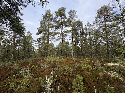 Hagåsen 233 moh i Nordre Follo