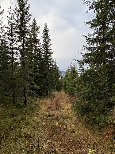 Jeg fulgte en gammel traktorvei oppover mot toppen. Etter hogstfeltet fulgte jeg ryggen videre opp til toppen