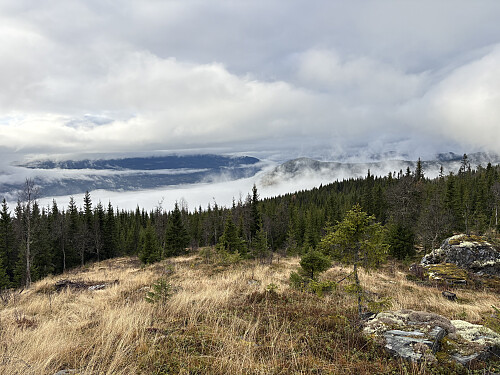 Fin utsikt fra øverste parti av hogstfeltet
