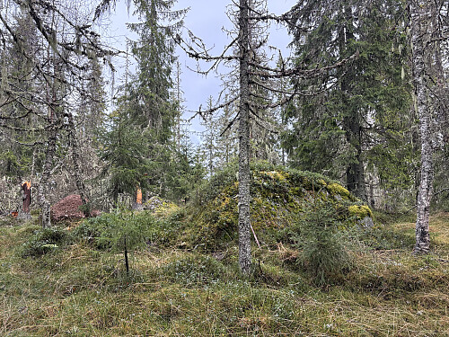 Finnerudsæterhøgda 542 moh