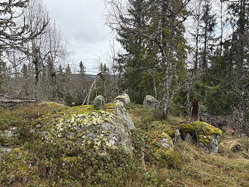 Spålshøgda 575 moh i Ringerike