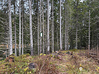 ØyvindBergkvam_20260124_697480bdb0c10.jpg