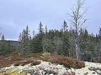 ØyvindBergkvam_20260124_697480d54a1fc.jpg