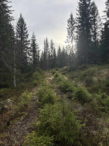 Traktorveien oppover mot Dalstuvhøgda var såpass gjengrodd at sykkelen ble parkert helt nede ved snuplassen
