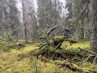 ØyvindBergkvam_20260216_6992dbb2c95c0.jpg