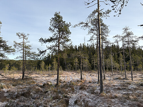 Myra nedenfor Veslehetta