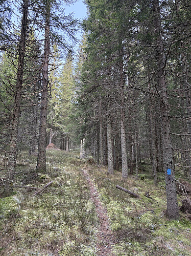 Jeg kunne følge Finnskogleden opp til riksrøys 93 A
