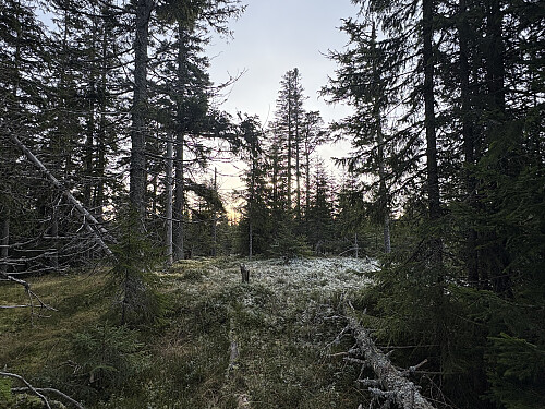 Det høyeste punktet på Heiberget ligger 150 meter innover på svensk side. Her er ingen utsikt eller markering.
