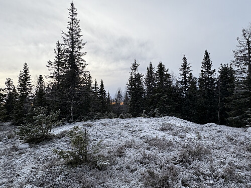 Toppunktet på Skjærberget eller Medskogsberget som det også står på noen kart.
