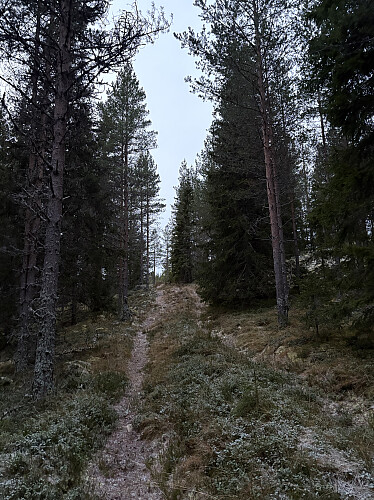 Fin sti opp mot toppen