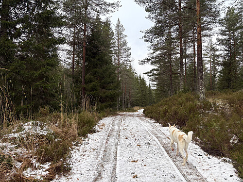 Jeg fikk storfint følge av denne hunden deler av turen
