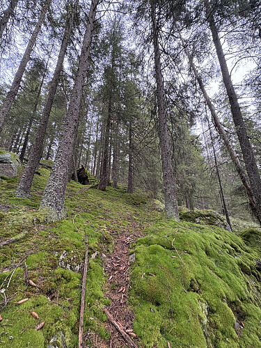 Bratt stigning opp mot Tjuvdalshøgda