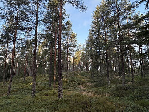 Langfosshøgda 343 moh