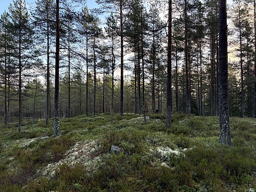 Langfosshøgda 343 moh