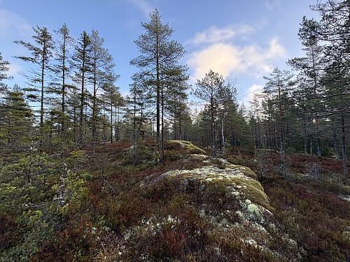 Langfosshøgda NØ 355 moh