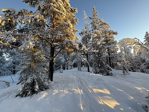Toppen av Nørdre Høa (Støshøa) i Nord-Fron