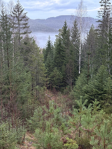 Gjengrodd traktorvei på vei opp mot Eikelifjellet