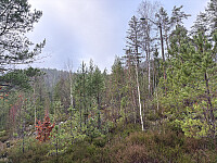 ØyvindBergkvam_20260305_69a9b5303fbe0.jpg