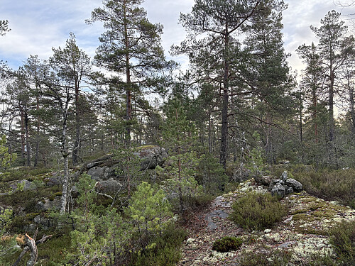 Kollen bak til venstre er et godt alternativ..
