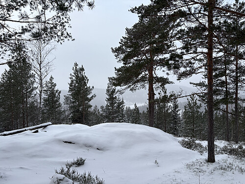 Nordtoppen på Bergeråsen 