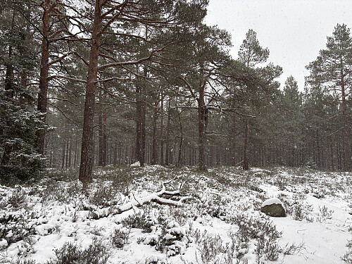 Storheia i Risør er et stort og flatt område.