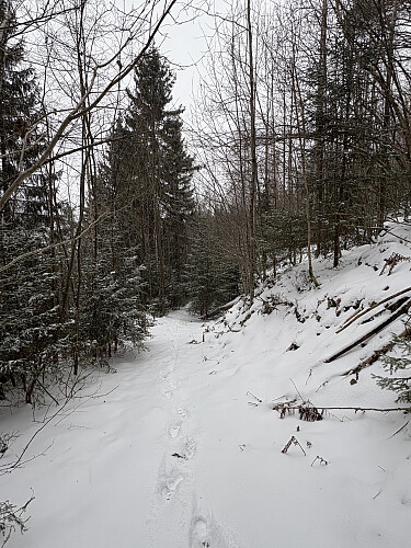 Det går god sti helt til toppen på Timmeråsen