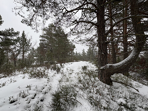 Toppunktet på Timmeråsen. 