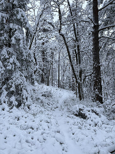 Stien opp mot Rossheia