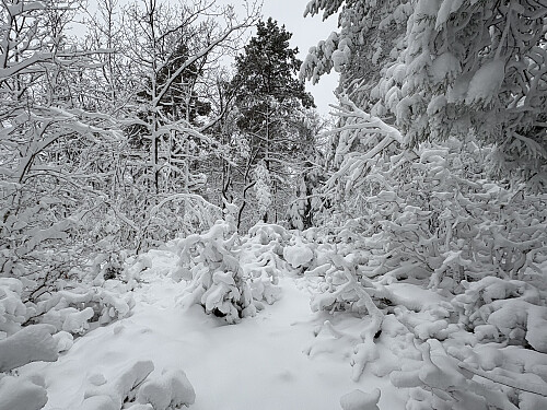 Toppunktet på Rossheia ligger midt i buskaset