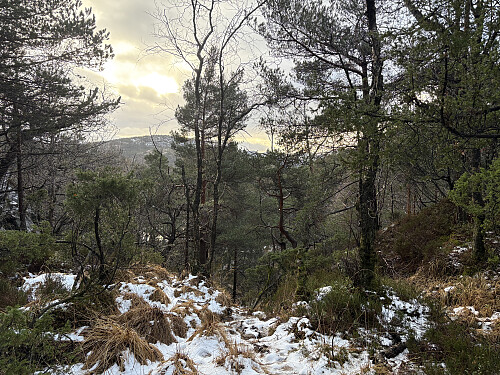 I skaret nord for Hammaren