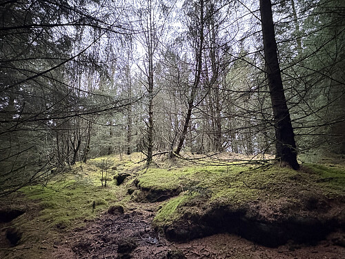 Skjena på Rennesøy i Stavanger