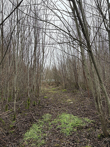 Grei sti på vei opp mot Askjevarden