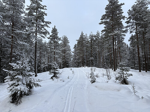 Kukollen i Lillestrøm