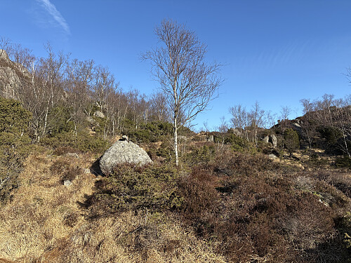 Mye tett kratt som man må orientere seg gjennom!