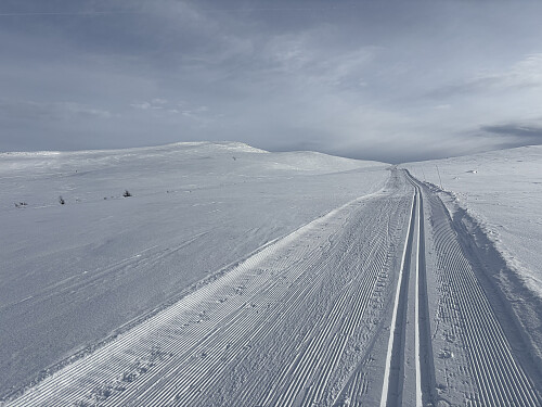 Herlige løyper opp til Fomokampen i dag! Toppen ses bak til venstre
