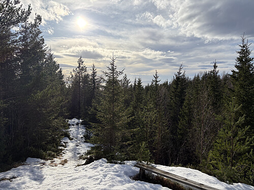 Trærne skygger for det aller meste av utsikten