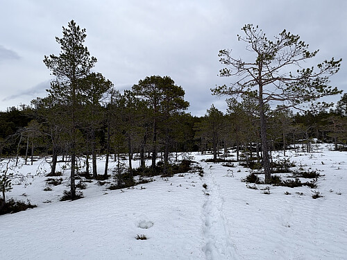 Myra like nedenfor toppen